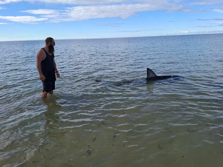 Električar spasao veliku belu ajkulu nasukanu u plićaku u Južnoj Australiji Električar spasao veliku belu ajkulu nasukanu u plićaku u Južnoj Australiji