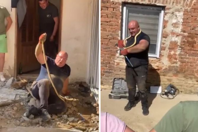 Zmija poskok Zmija poskok