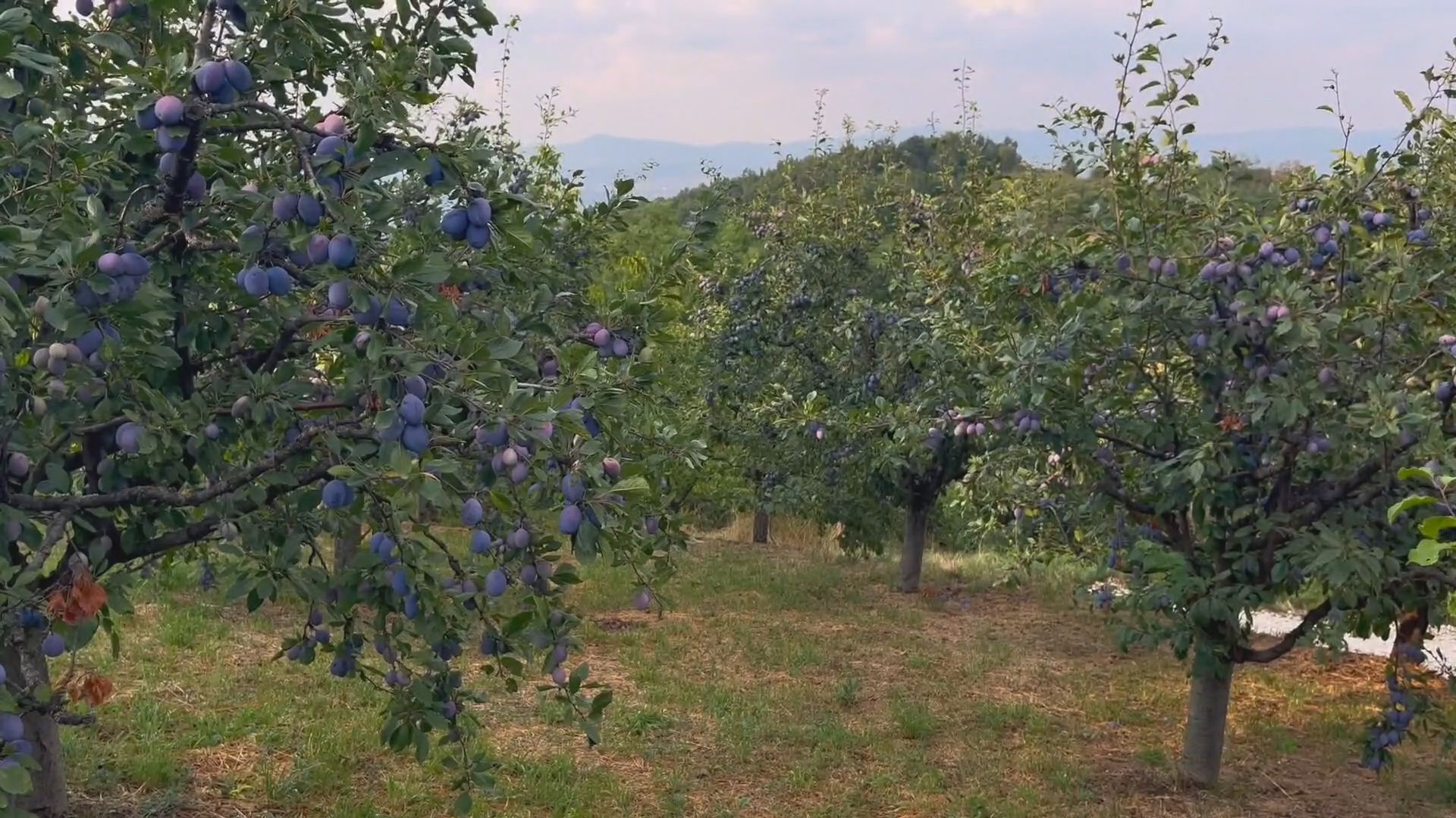 Koliko suša može da vas košta: Šljiva je dobro rodila, ali voćari iz Čačka ove godine kasne s berbom