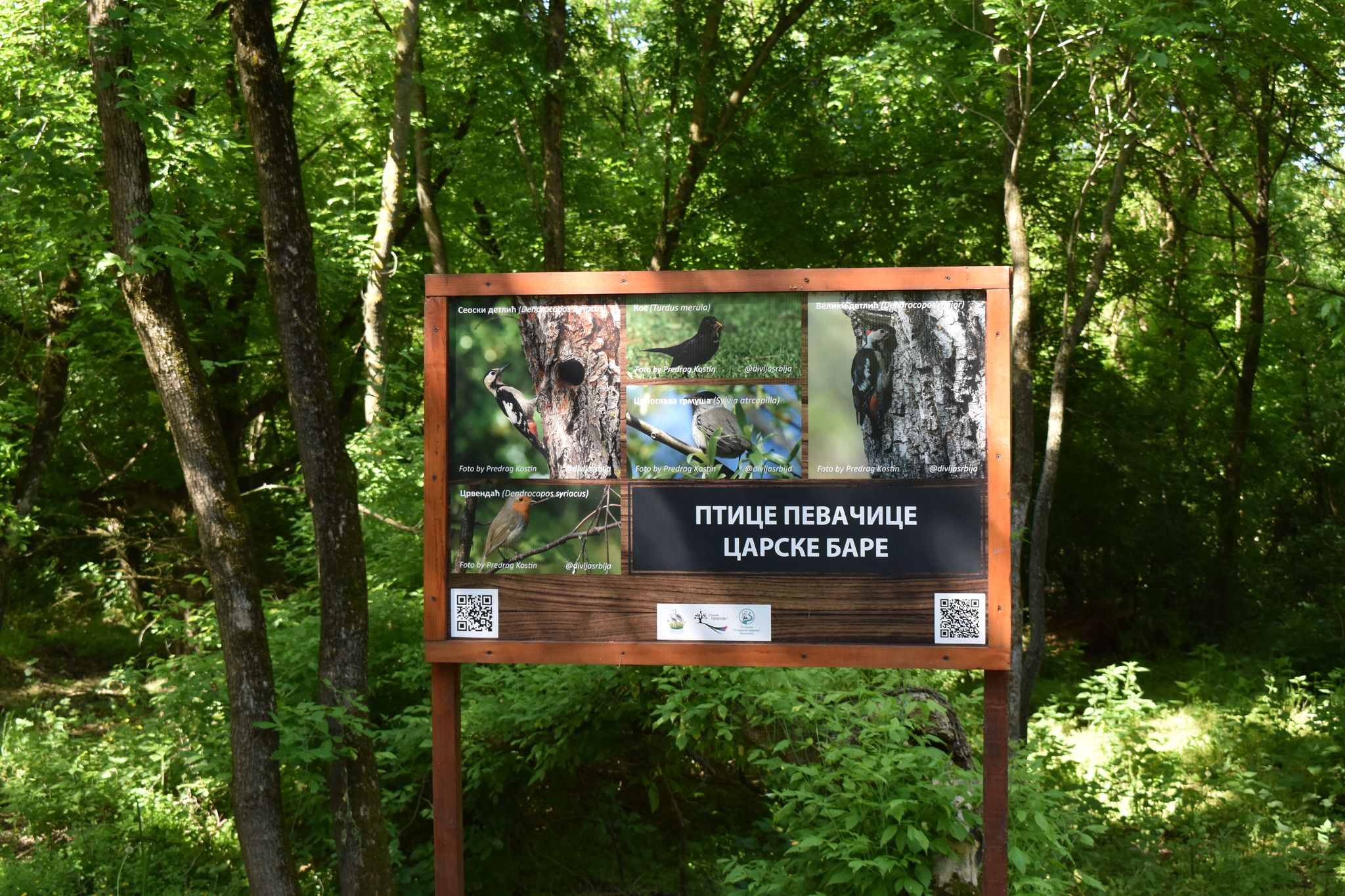 Ovde je jedno od najlepših mesta u Srbiji, a malo ko zna za njega: Oaza gde se gnezde sve vrste čaplji Evrope