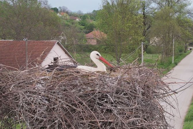 Rode, Kraljevo Rode, Kraljevo