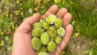 U Bačkoj Palanci se hvataju za glavu, krupan grad pokosio voće: "Šteta je ogromna!" A nije kraj...