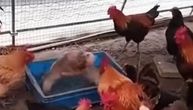 "Kokoške organizovale ilegalnu borbu pasa": Nesvakidašnji snimak izazvao buru na mrežama, komentari pljušte