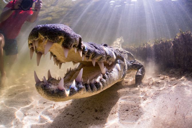 Krokodil, Banko Činčoro Krokodil, Banko Činčoro