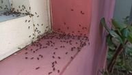 Mravi beže od ovoga u roku od par minuta: Zemljom možete oterati štetočine, izglancati rernu, oprati zube
