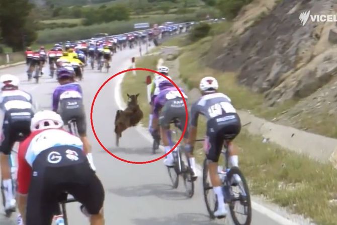 Koza uletela na biciklističku trku Koza uletela na biciklističku trku