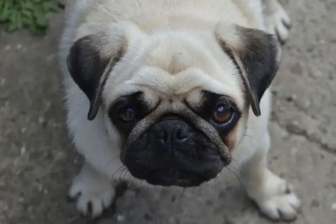 Mops Anđelka Mops Anđelka