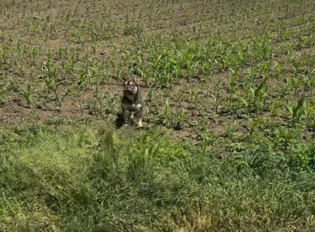 Francuski buldozi u njivi Francuski buldozi u njivi