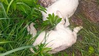 Monstruozno ubijeni psi bačeni na njivu: Nova jeziva scena uznemirila meštane sela kod Šapca