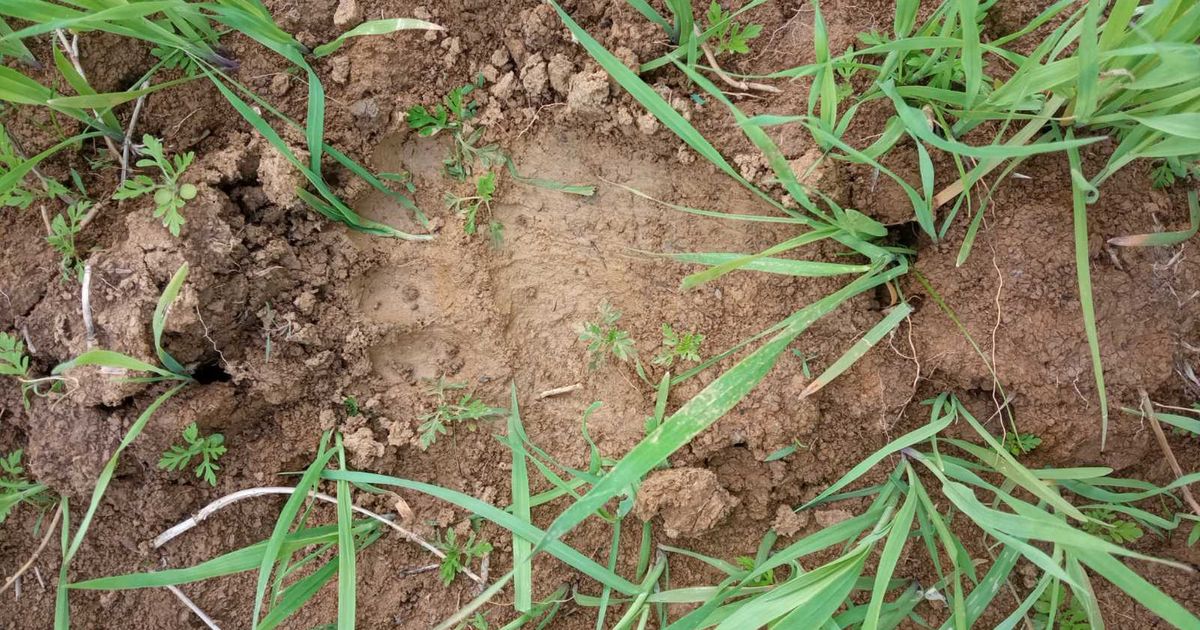 Zveri prave haos u ivanjičkim selima: Uništavaju sve pred sobom, napale i bika teškog 750 kilograma