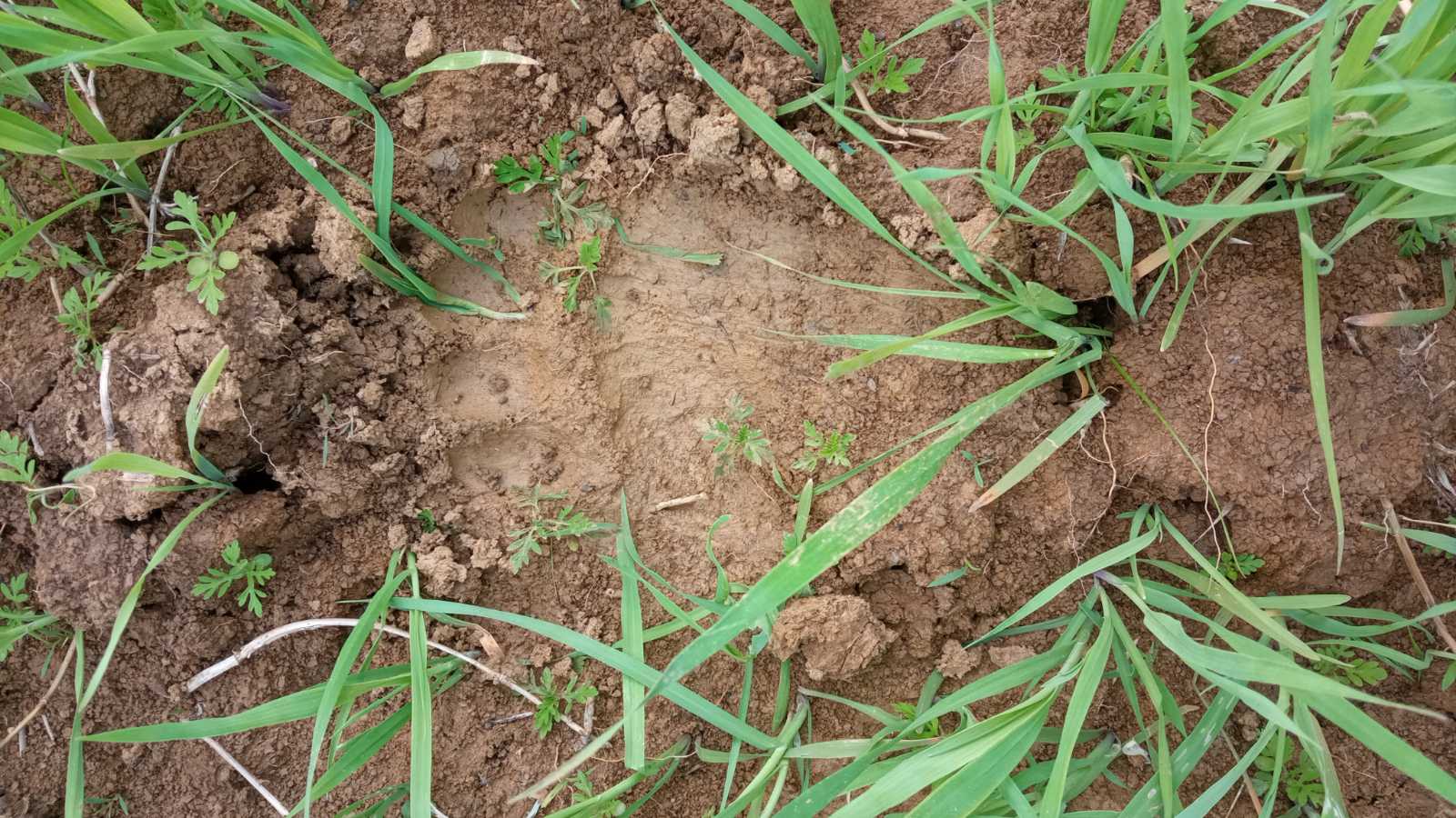 Zveri prave haos u ivanjičkim selima: Uništavaju sve pred sobom, napale i bika teškog 750 kilograma