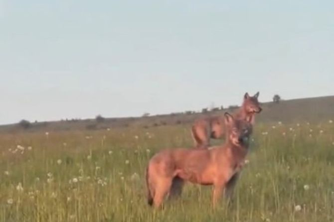 šakali, vukovi, Pešter šakali, vukovi, Pešter