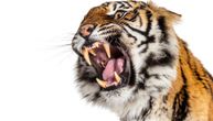 Operacija uspela - i tigar i zubar preživeli vađenje tri živca