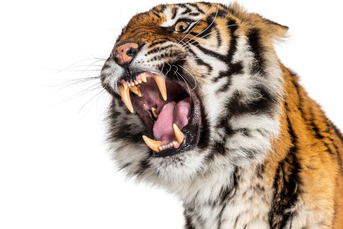 Tigar, zubi Tigar, zubi