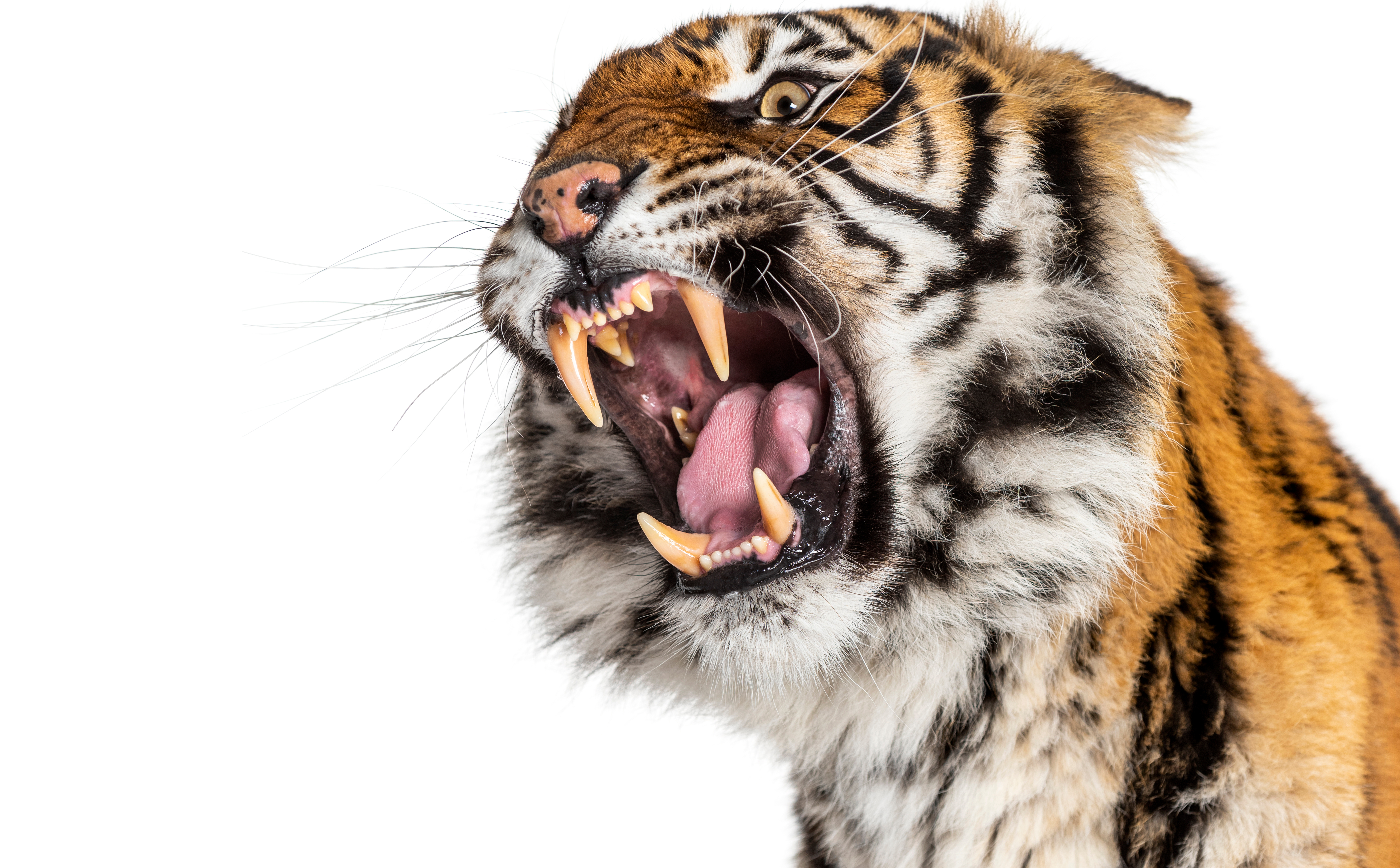 SNIMAK DRAME! Tigar skočio među publiku, cirkusom odjekivali vriska i zapomaganje!