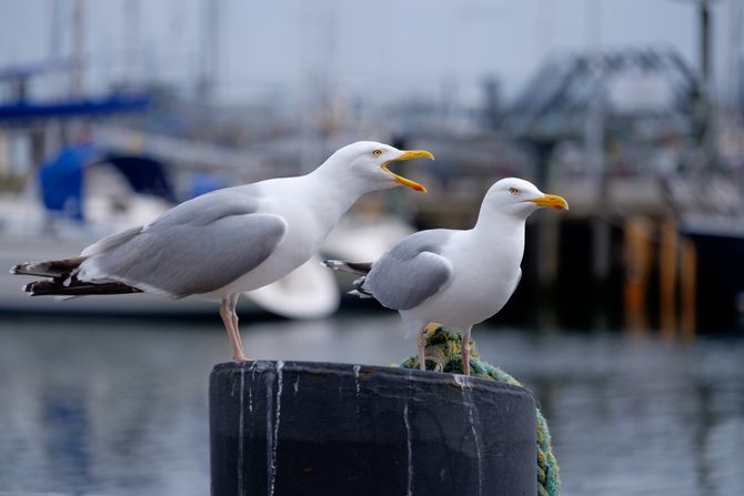 Galebovi