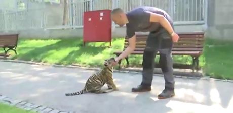 Dragana, princeza iz kraljevske porodice bengalskih tigrova u Jagodini