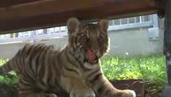 Evo kako u jagodinskom zoološkom vrtu odrasta Dragana, princeza iz kraljevske porodice bengalskih tigrova
