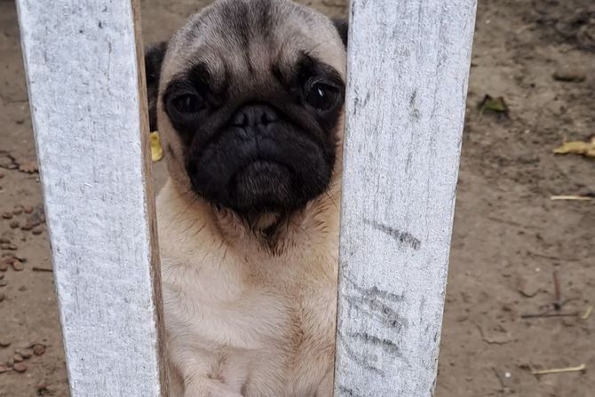 Mops Beka Mops Beka
