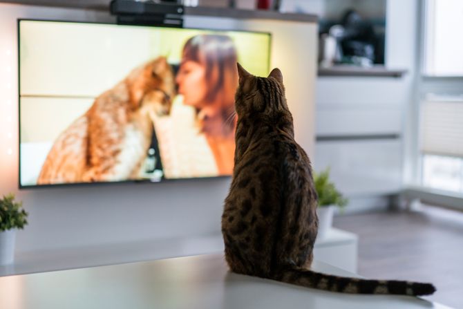 Mačka i TV