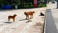 Tužan prizor u Ivanjici, neko je otrovao tuđe pse: Jedan čak imao mladunce kod kuće