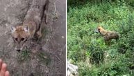 Saša obilazio imanje, pa se susreo s ljutom zveri! Snimio dok skače da ga napadne: Samo je izleteo iz žbunja