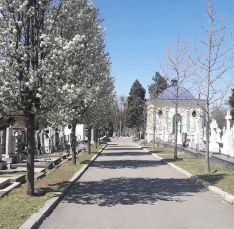 Ukrasna kruška Ukrasna kruška