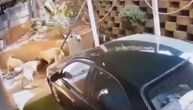 JEZIV SNIMAK Muškarac ušao u privatno dvorište, sačekali ga OPAKI ČUVARI koji nisu imali milosti