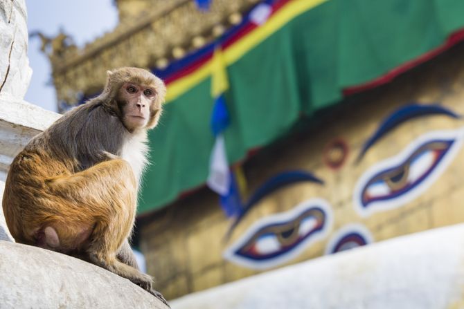 Nepalski majmun Nepalski majmun