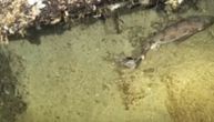 Spustili kameru u okean i snimili RETKO STVORENJE o kojem se malo zna: Ovo je čudo, naučnici oduševljeni!