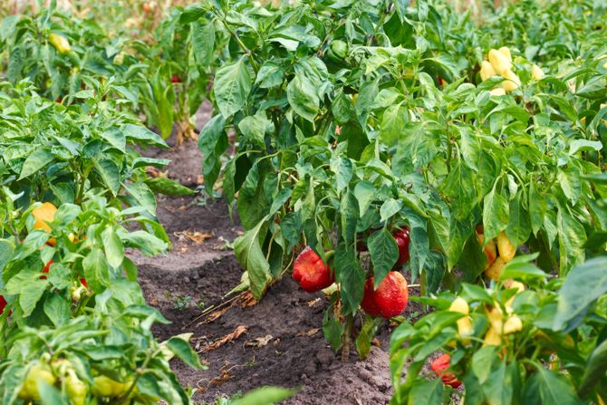 Paprika Paprika