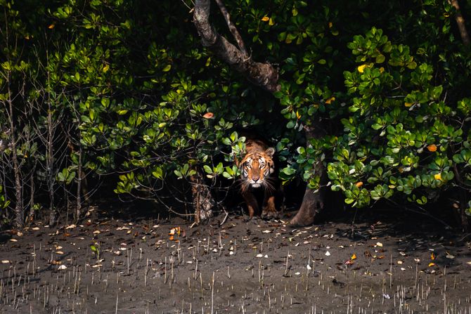 bengalski tigar bengalski tigar