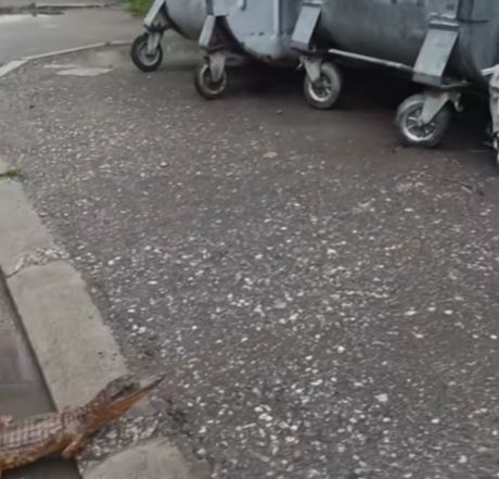 krokodil, niš krokodil, niš