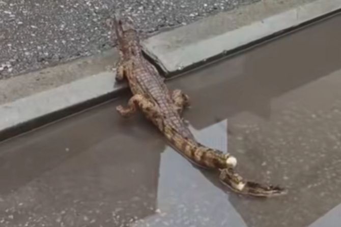 krokodil, niš krokodil, niš