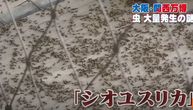 Japan: Mušice ometaju Svetsku izložbu u Osaki izazivajući nelagodu kod posetilaca