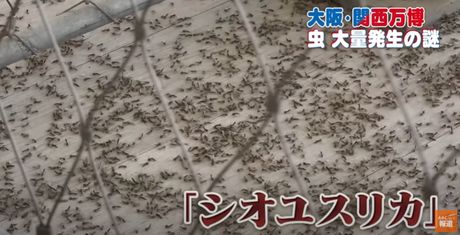 Osaka, mušice, Expo Osaka, mušice, Expo