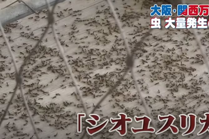 Osaka, mušice, Expo Osaka, mušice, Expo