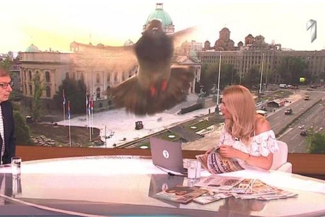 Bojana Ristivojević Bojana Ristivojević