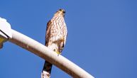 Ovo je potpuno neverovatno, naučnici zapanjeni: Jastreb koristi svetlo i zvuk semafora za lov! Evo kako
