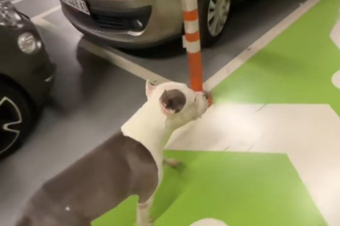 Staford u tržnom centru Staford u tržnom centru