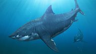 STRAŠNI MORSKI PREDATOR Otkrivena prava veličina MEGALODONA, nova saznanja naučnika lede krv u žilama