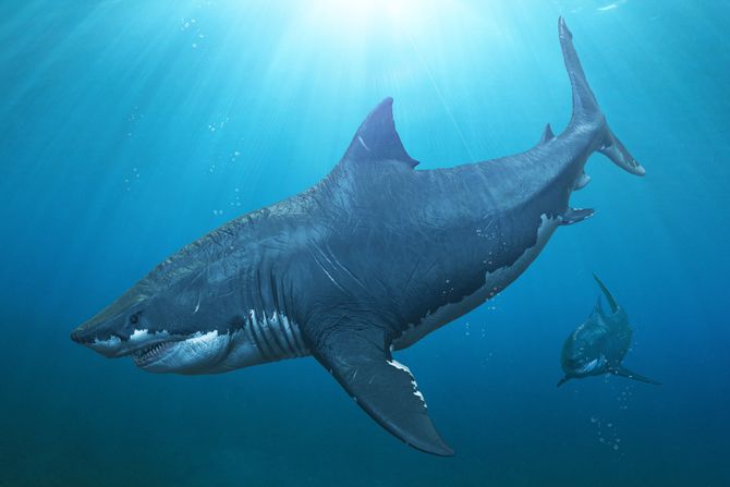megalodon