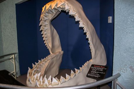 megalodon, čeljusti megalodon, čeljusti