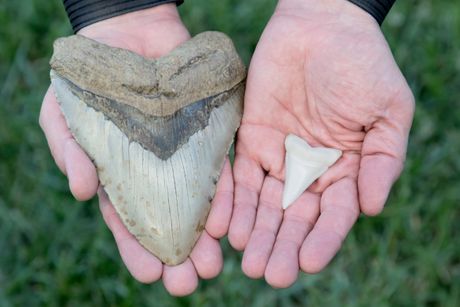 megalodon, zubi megalodon, zubi