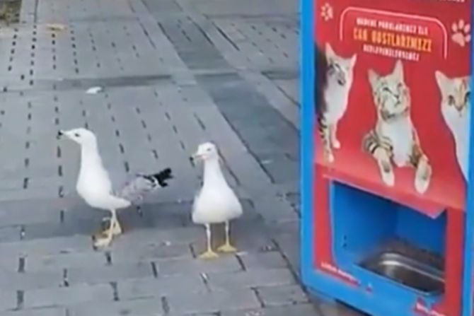 Galebovi mjaušu za hranu Galebovi mjaušu za hranu