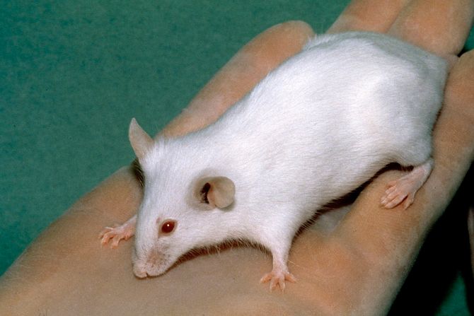 beli laboratorijski miš beli laboratorijski miš
