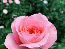 pink ruža, roze ruža, cvet, ruža, cvet u bašti