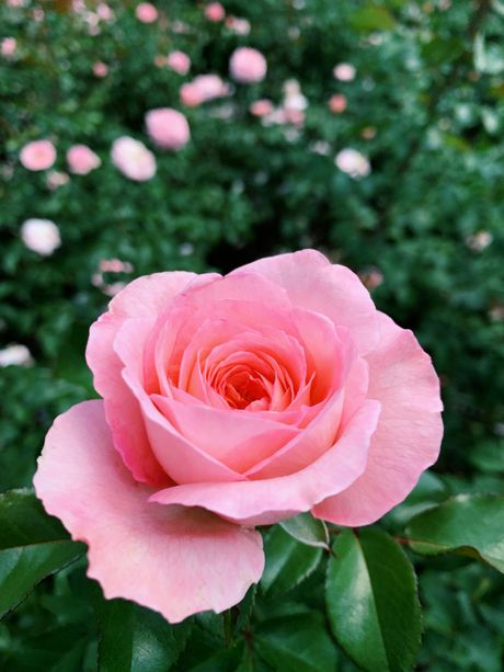 pink ruža, roze ruža, cvet, ruža, cvet u bašti pink ruža, roze ruža, cvet, ruža, cvet u bašti