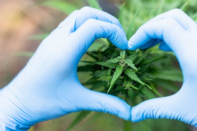 Kanabis, marihuana, srce, zdravlje Kanabis, marihuana, srce, zdravlje