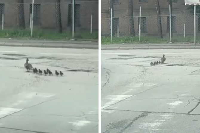 valjevo, patka, pacici